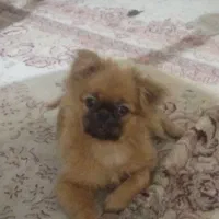 سگ peek-a-poem  8 ماهه|سگ|اردبیل, |دیوار