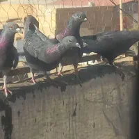 کفترپلاکی ۱۵عدد