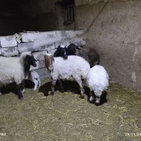 گوسفند|حیوانات مزرعه|خواف, |دیوار