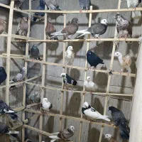 ده جفت جوجه