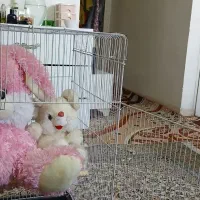 قفس پرنده|لوازم جانبی حیوانات|تهران, شهرک گلها|دیوار