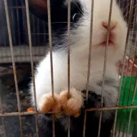 خرگوش فروشی ۴۰۰ هزار تومان