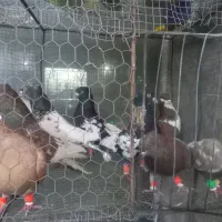 کبوتربوم|پرنده|مشهد, رده|دیوار