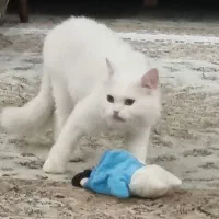 گربه راشن بلو و پرشین|گربه|ماکو, |دیوار