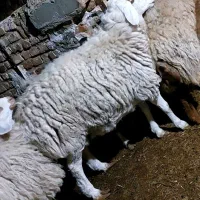 فروشی بره نر و ماده و میش