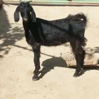 بزغاله گوشتی