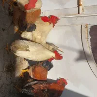 مرغ و خروس