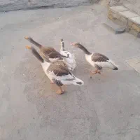 غاز