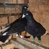 جفت قره سیاه نرو ماده