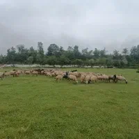 پهن گوسفندی موجود است