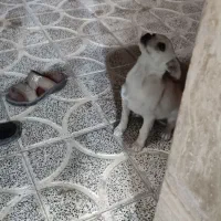 سگ اشپیر|سگ|دهبکری, |دیوار