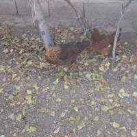 مرغ محلی|حیوانات مزرعه|ارشق, |دیوار