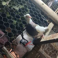 کبوتر طوقی ماده جوان|پرنده|مشکین‌دشت, |دیوار