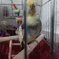 عروس هلندی|پرنده|قرچک, محمد آباد|دیوار