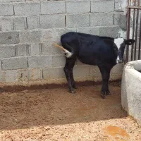 گوساله ماده چاق