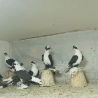 یک لانه کبوتر الوان