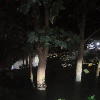 قطع درخت