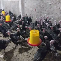 بوقلمون برنز تمام نر جهت پرورش|حیوانات مزرعه|قم, زینبیه|دیوار