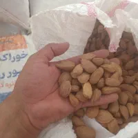 خرید وفروش عمده بادام