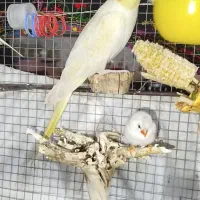 عروس هلندی لوتینو چشم شرابی|پرنده|ایرانشهر, |دیوار