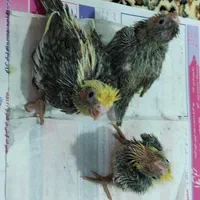 جوجه عروس هلندی سرلاکی