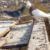 کبوتر فروش|پرنده|سبزوار, قصبه شرقی|دیوار