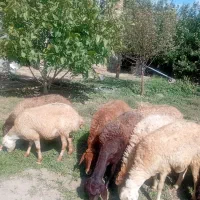 ۹ رس گوسفند شیشگ جوان آبستن