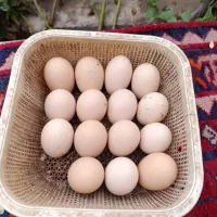 تخم مرغ برهما|حیوانات مزرعه|تبریز, |دیوار