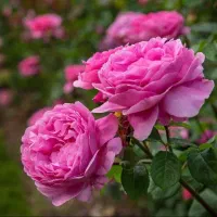 فروش گل محمدی و گلاب