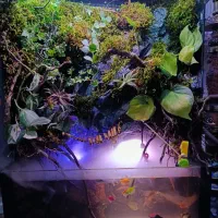 پالاداریوم شیک و زیبا همراه با گیاهان طبیعی