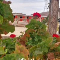 سوارکاری کافی شاپ