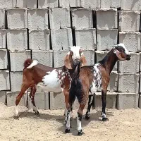 دوتا چپش نری خوشگل