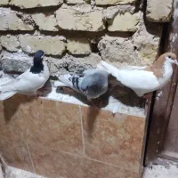 سه تاشهری معاوضه باپلاکی یاخودمونی هوایی|پرنده|شیراز, حجت آباد|دیوار