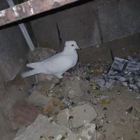 کبوتر|پرنده|ایذه, |دیوار