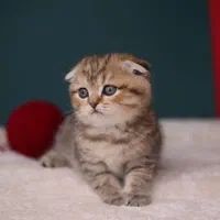 گربه بریتیش|گربه|زنجان, |دیوار