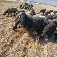 دوبر|حیوانات مزرعه|داران, |دیوار