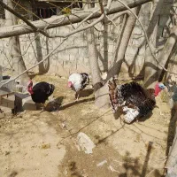اردک بوقلمون غاز تخم غاز تخم اردک و مرغ کرچ شده