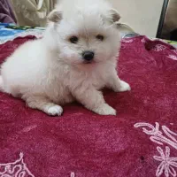 پامر خرسی سایز کوچولو|سگ|اردبیل, |دیوار