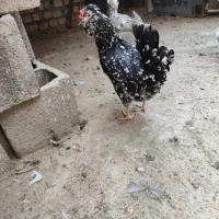 تخم مرغ گلین|حیوانات مزرعه|فلاورجان, |دیوار