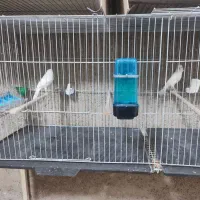 قناری سفید و طلایی و سرخ|پرنده|شیراز, محراب|دیوار