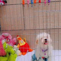 سگ بامزه|سگ|قم, شاه ابراهیم|دیوار