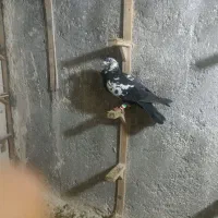 کفتر صید|پرنده|چناران, |دیوار