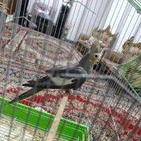 عروس هلندی|پرنده|مشگین شهر, |دیوار