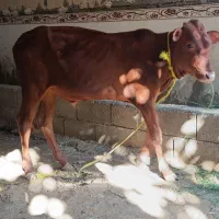 گوساله
