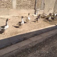 سگ افغان