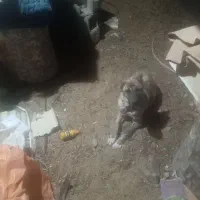 سگ خراسانی|سگ|تربتحیدریه, بهشت عسکری|دیوار