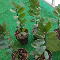 زاموفیلیا گل آپارتمانی