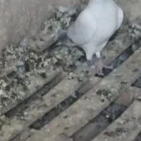 پرنده|پرنده|درمیان, |دیوار