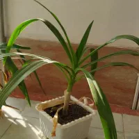 سوسن عنکبوتی|گل و گیاه طبیعی|میانه, |دیوار