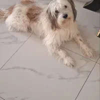 واگذاری رایگان سگ